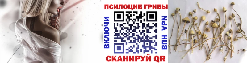 MEGA онион  Павловский Посад  Псилоцибиновые грибы MAGIC MUSHROOMS  купить закладку 